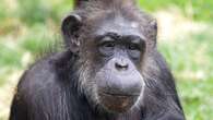 Scientists tell life story of ‘beloved’ tea-drinking celebrity chimp