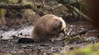 UK risks missing 2030 nature target by a ‘country mile’, green groups warn