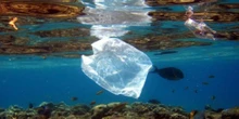 La esperanza de la bacteria que se come el plástico  