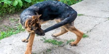 Mi perro se persigue la cola e intenta morder su sombra, ¿debo preocuparme?