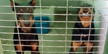 Adiós a la lista de razas de perro potencialmente peligrosas: primará el comportamiento del animal