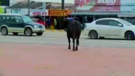 17 vacas sueltas causan varios heridos en Bolivia