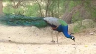 Una reserva natural de pavos reales en la India consigue quintuplicar su población