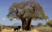 Africa's Unique Baobabs Trees Defy Climate Change Threats