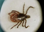 Extreme heat, wildfires taking a toll on ticks in Atlantic Canada — for now