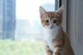 Cost of living has half of Canadian pet owners skipping vet visits: survey