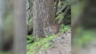 Cougar activity prompts closure of Whistler bike park trails