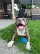B.C. dog at centre of court case that lawyer calls ‘outrageous’