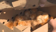 A thousand baby chicks flown from Alberta to Kelowna amid looming Canada Post strike