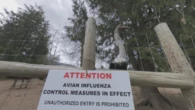 Ostrich cull order temporarily paused at Edgewood, B.C. farm as owners head to court