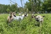 Grazing goats provide low-tech solution to Toronto park’s invasive plant problem