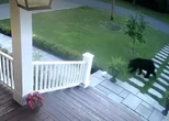 Ring camera catches black bear roaming around quiet Hudson, Que., community