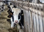 Bill to protect supply management in trade talks close to becoming law