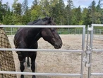 Ross Farm, popular N.S. tourism spot, makes animal-care changes following backlash