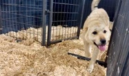 20 dogs rescued from meat farm in South Korea now safe in Canada