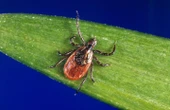 More than just Lyme disease: What you should know about these other tick-borne infections
