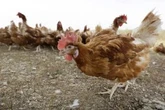 Bird flu risk to humans an ‘enormous concern,’ WHO says. Here’s what to know
