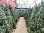 Canadians to face ‘no issue’ in finding a Christmas tree this year, growers say