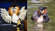 John Oliver-backed ‘puking’ bird ruffles feathers after N.Z. ‘Bird of the Century’ win
