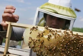 Ontario, B.C. hives of activity as beekeeping popularity blossoms