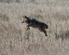Police issue warning after coyote bites 12-year-old boy north of Toronto