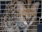 B.C. government banning ownership of exotic cat breeds