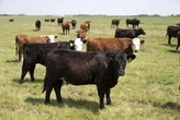Canada to start sending beef to Australia for 1st time in 20-plus years
