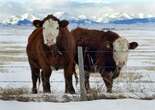 Alberta industries, beef producers bracing for impact of potential U.S. tariffs