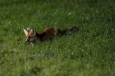 Fox shot, paralyzed in Ontario town prompts animal cruelty investigation