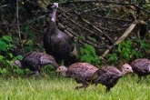‘Fast, agile’ wild turkeys flocking on Ontario roadway prompts safety warning