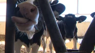 New Brunswick farmers urge province to consult on veterinarian cuts