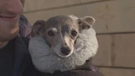 ‘Our hearts are shattered’: Fashion dog Tika the Iggy dies