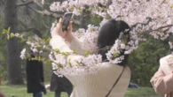 Here’s the best time to see the cherry blossoms at Toronto’s High Park
