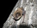 Toronto Public Health seeks person who handled potentially rabid bat