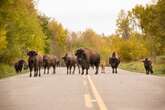 5 bison killed in collision at Elk Island National Park