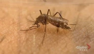 Mosquito population multiplying in Regina
