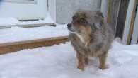 Extreme cold in Canada and how to keep you dogs, cats and other pets safe