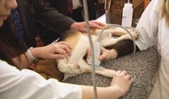 Saskatchewan veterinarians are drowning in appointments