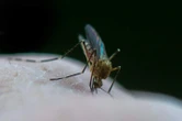 West Nile virus to spread to remote areas of Quebec due to climate change, study says
