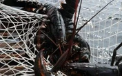 Lobster fishers raise alarm about low Canadian prices, some giving up on season