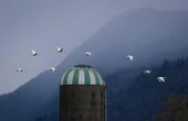 B.C. sees 1st avian flu outbreaks since January as 9 confirmed in poultry stocks
