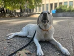 Battle over who should look after retired Toronto trauma dog heads to court
