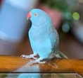 Lost Torquay parrot found after a month missing