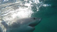 Great white sharks tagged off Nova Scotia. Now scientists wait for the data