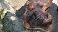 ‘Big and beautiful’: 39-year-old river hippo euthanized at Toronto Zoo
