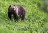 Recent bear attacks, close encounters prompt calls to bring back Alberta’s grizzly hunt