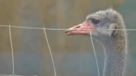 Edgewood farm’s veterinarian authorized to check on sick ostrich, no testing permitted