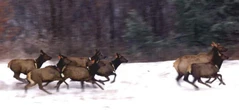 Saskatchewan allowing hunt of antlerless elk