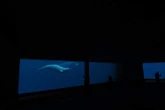 Ottawa, Ontario urge each other to help Marineland’s 30 belugas amid euthanasia threat