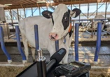 ‘Duolingo of cow language’: Canadian researchers decipher mood based on moos
